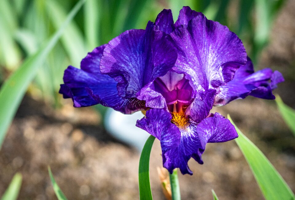 Flower spring presby iris gardens