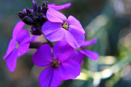Garden nature flora