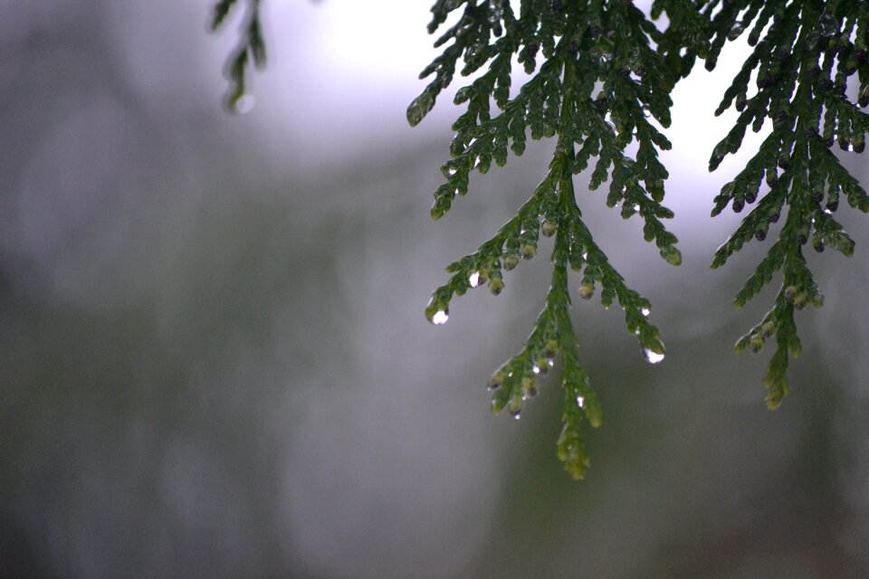 Dripping spring gray rain