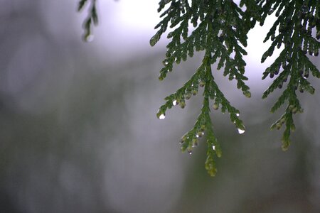 Dripping spring gray rain