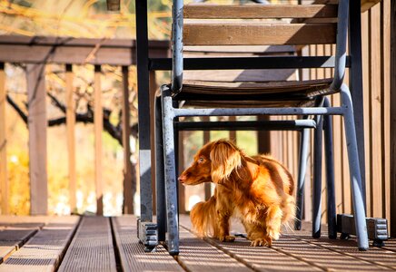 Brown adorable wiener