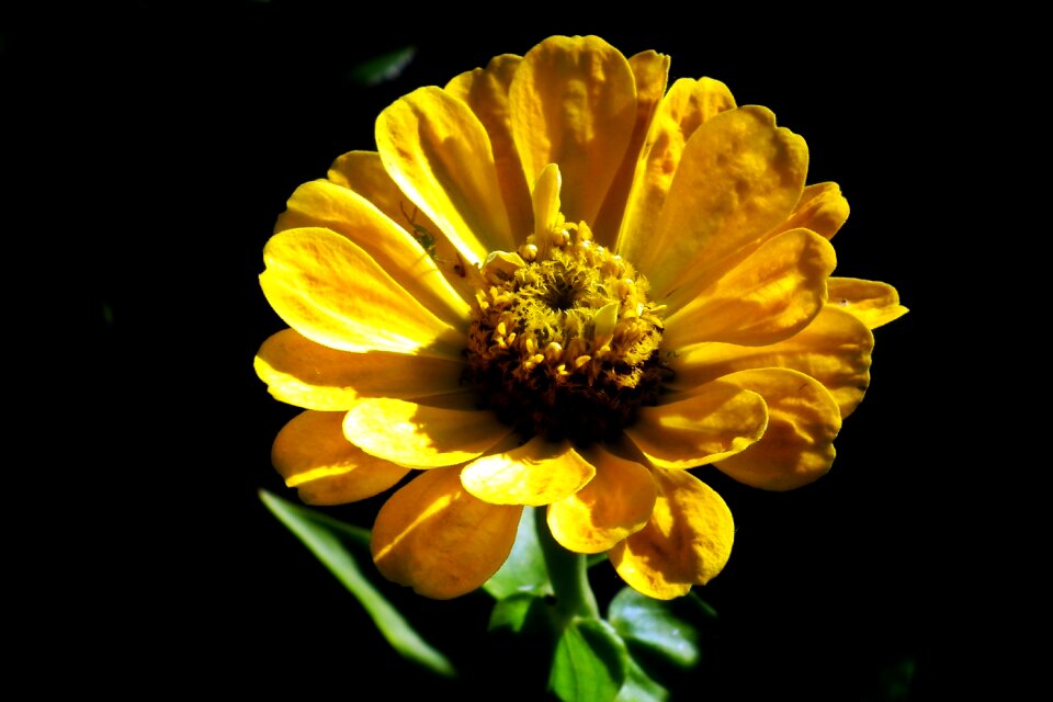 Macro garden summer