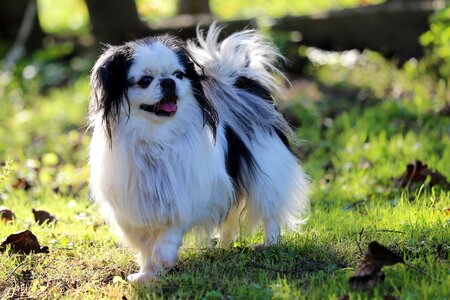 Pet sweet white