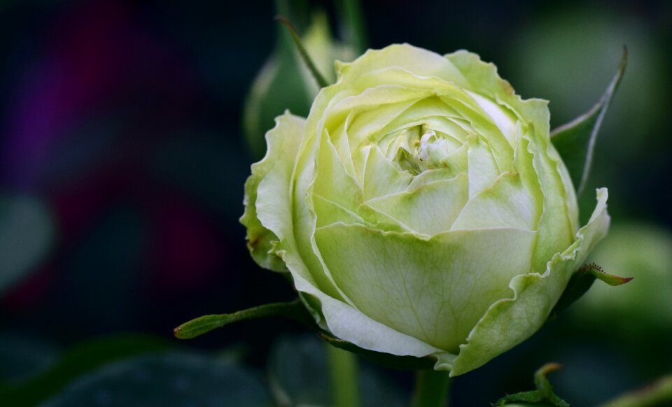 Old rose variety white white rose