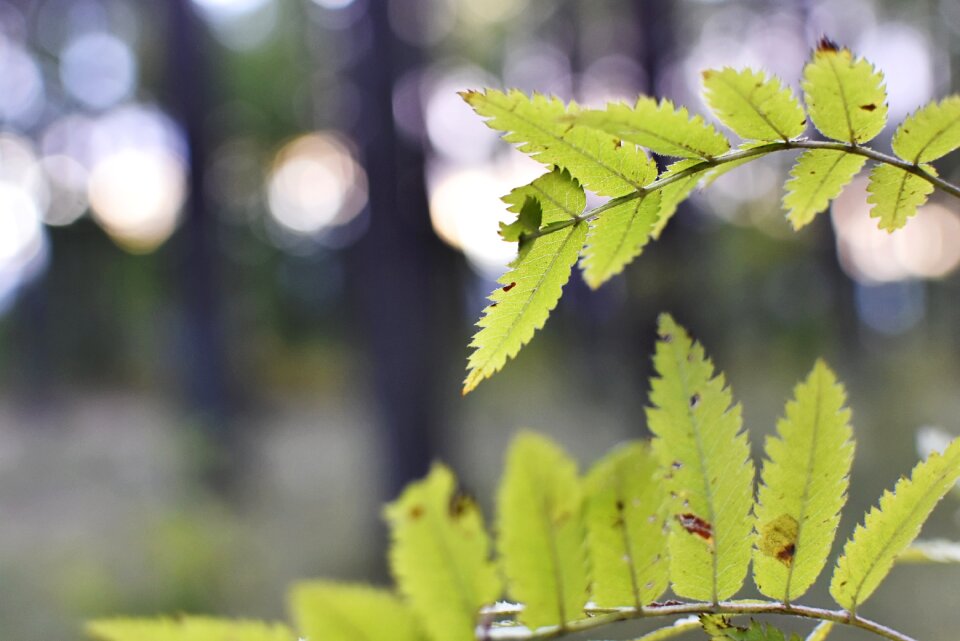 Nature leaf green