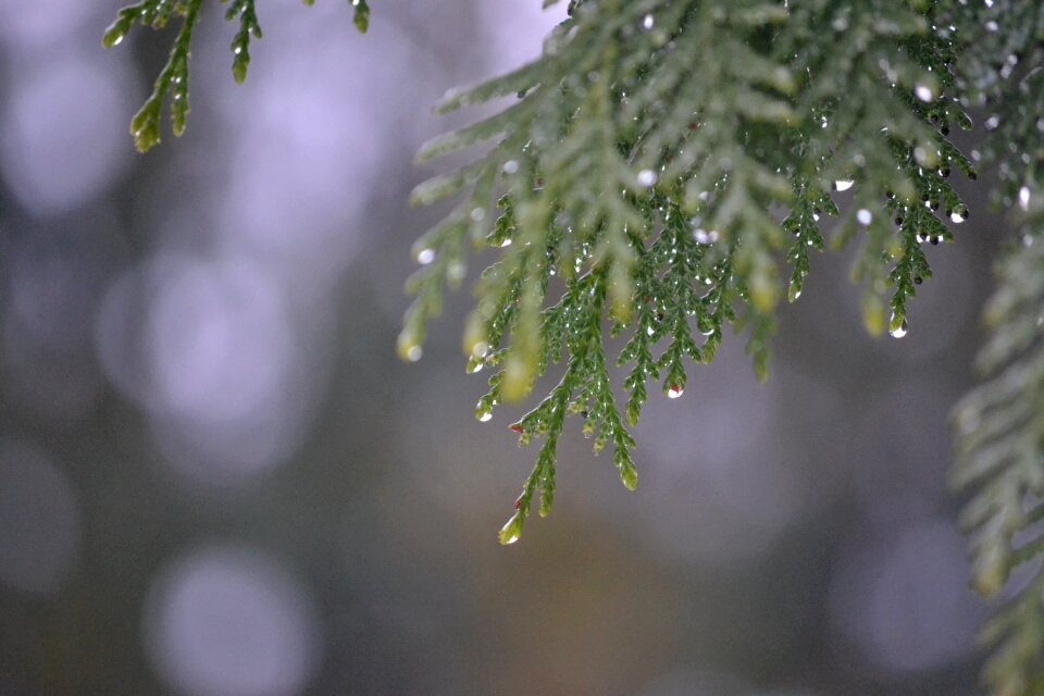 Spring gray rain gray tree