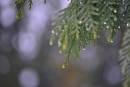 Spring gray rain gray tree