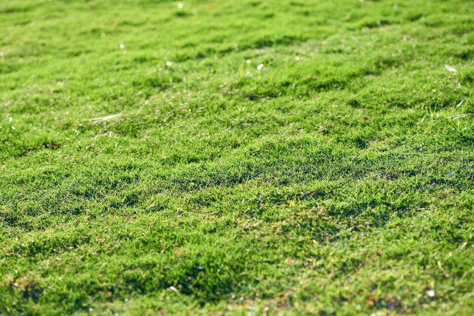 Nature plant landscape