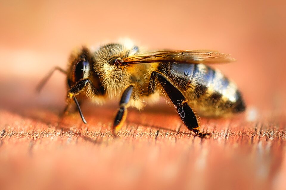 Animal macro german wasp