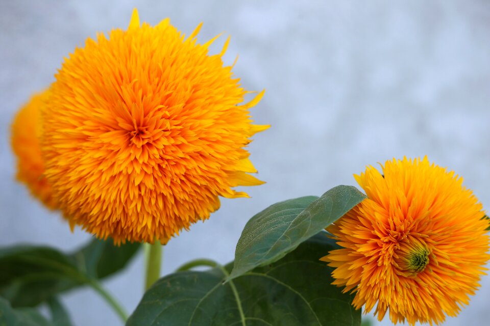 Yellow green colorful