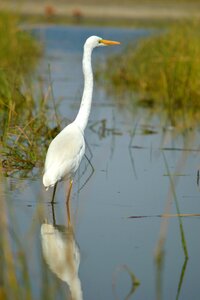 Indian bird nature gujarat birds photo