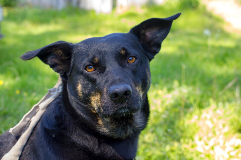 Portrait pet canine