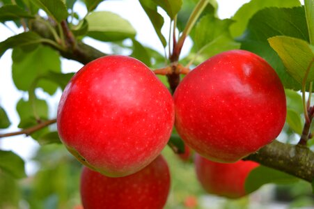 Red fruit apple tree