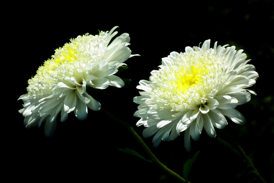 Garden summer nature
