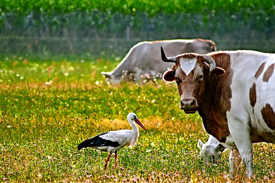 Animal bird livestock