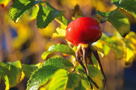 Rose hip autumn mood wild rose