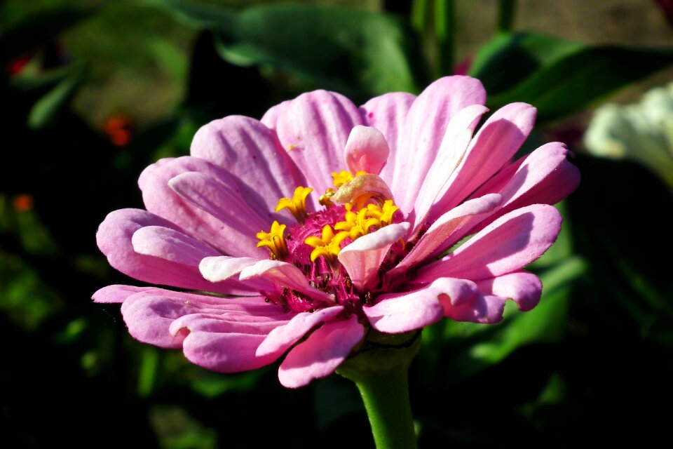 Garden summer macro