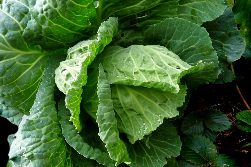 Garden organic healthy