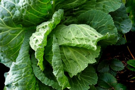 Garden organic healthy