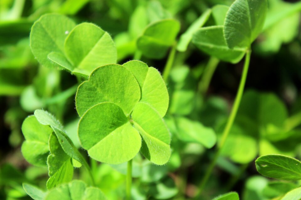 Herb clover happiness