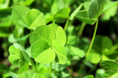 Herb clover happiness