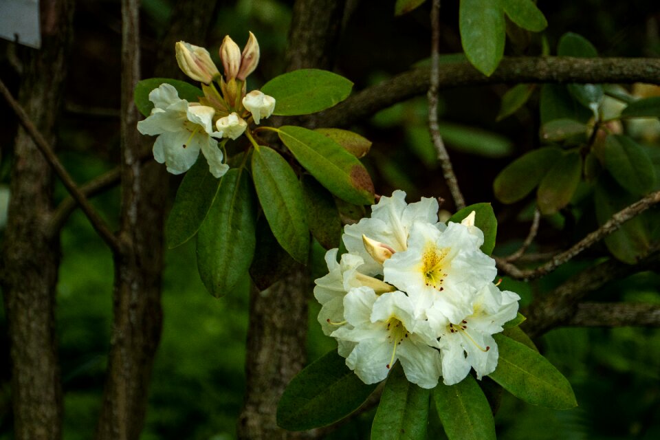 Blossom spring garden