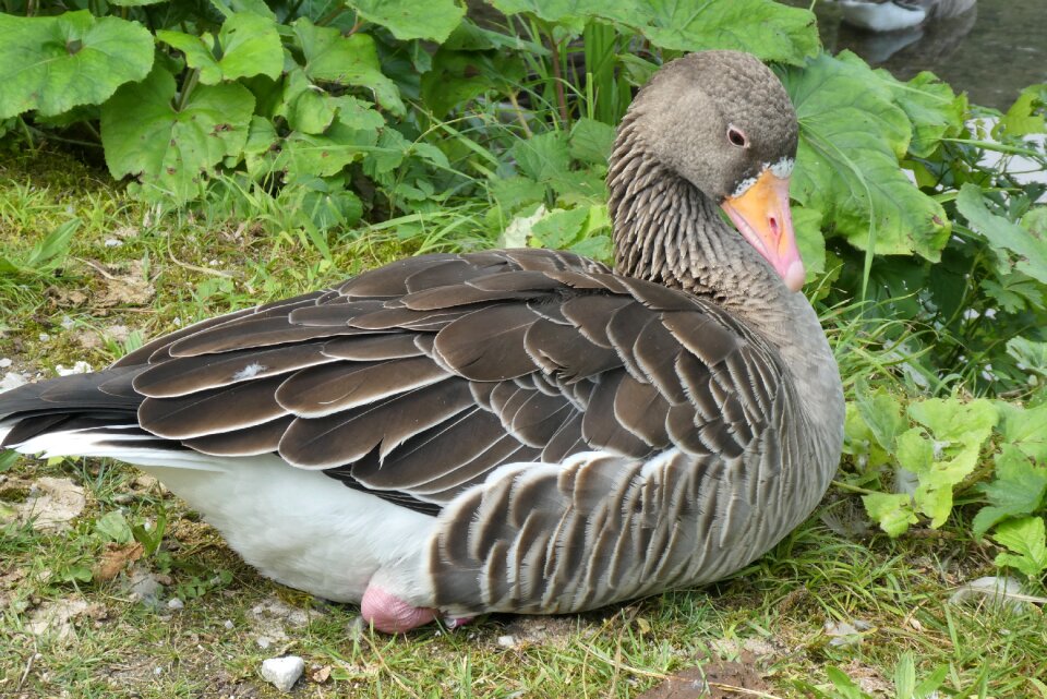Bird feathers almtal