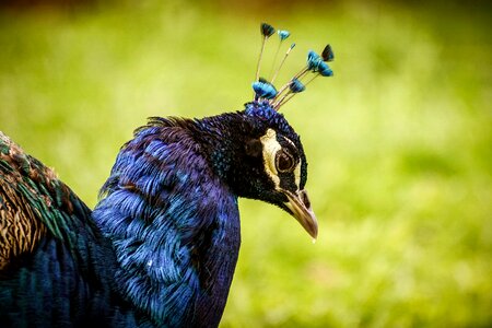 Pride feather bill photo