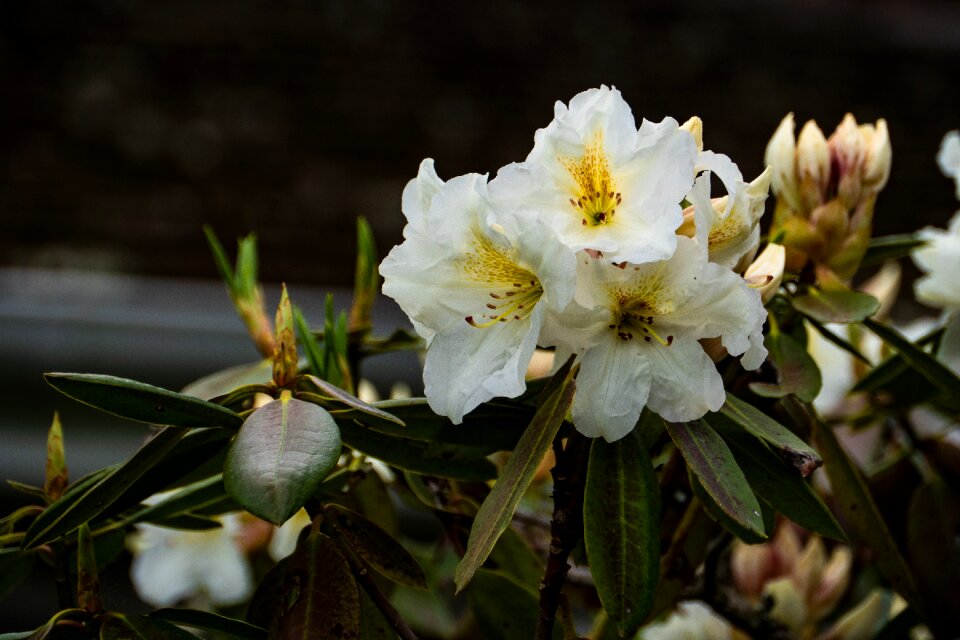 Blossom spring garden