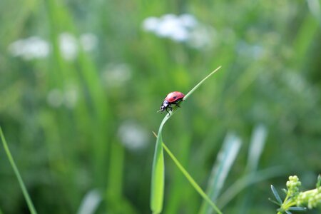 Beetle nature plant