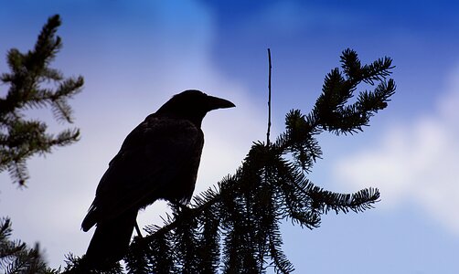 Raven black nature photo