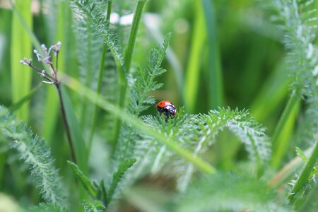 Plant beetle grass