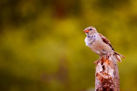 Plumage sparrows garden