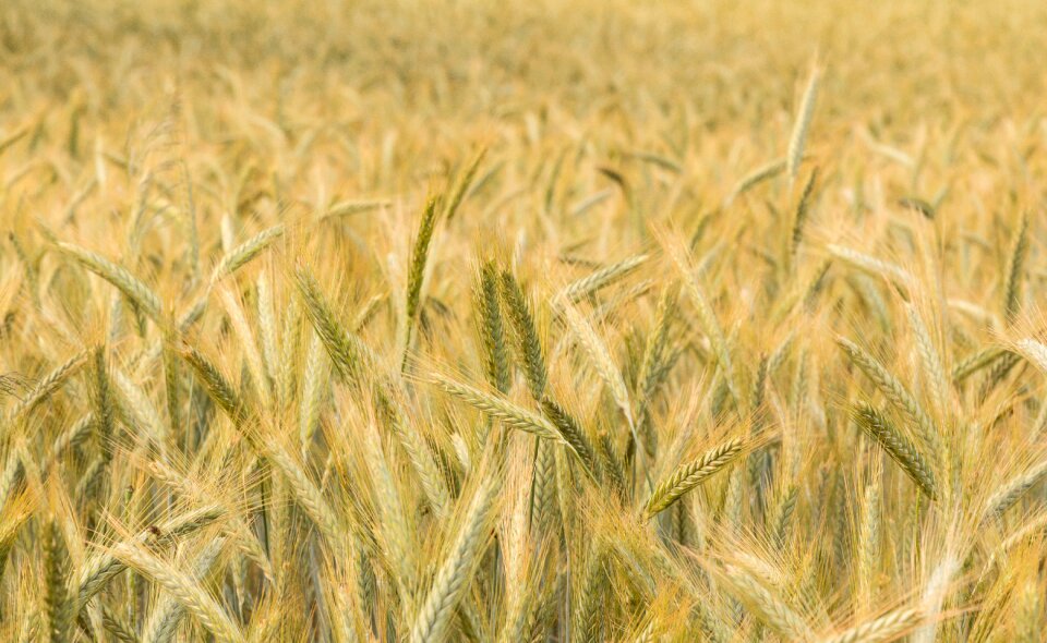 Agriculture nature harvest