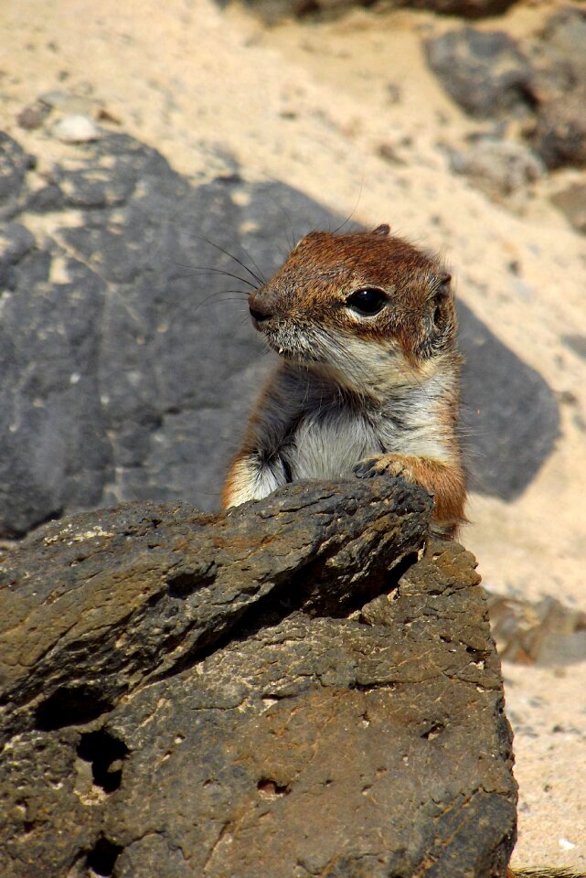 Berber cushion chipmunk stone biter