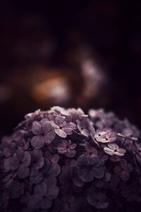 Deep portrait flower forest