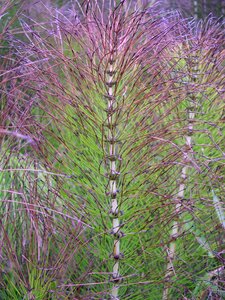 Color horsetail elfenbens-horsetail