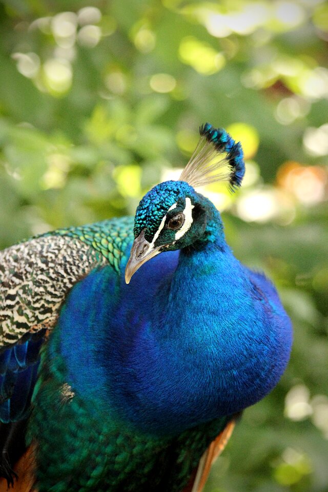 Colorful plumage color