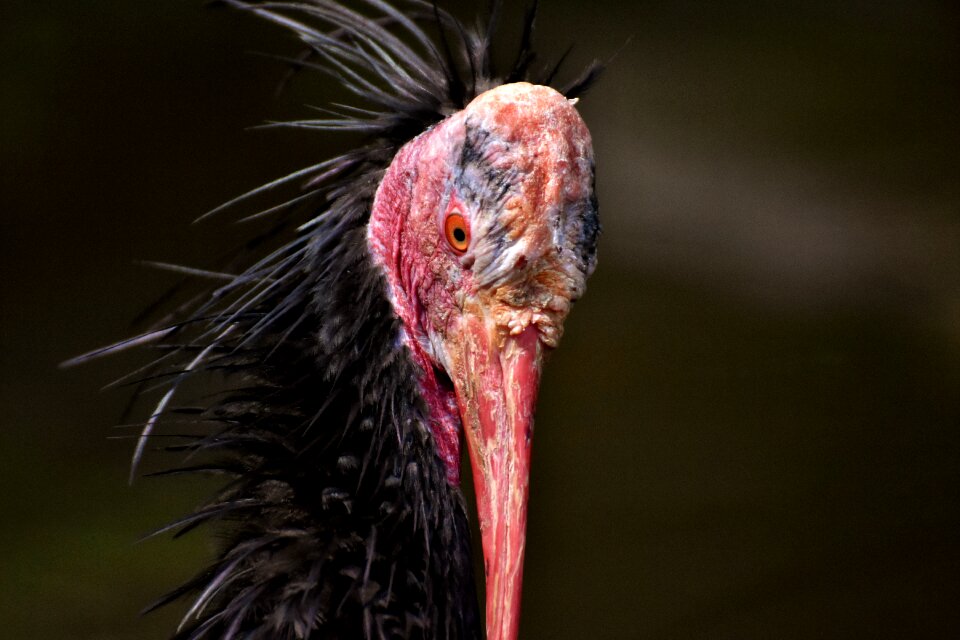 Geronticus eremita nature wild bird