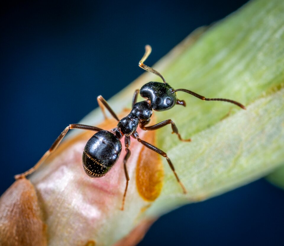 Insect macro Free photos