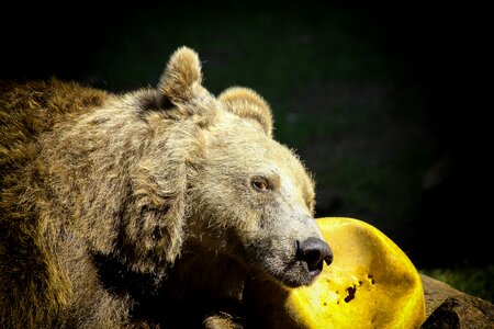 Ball yellow animal world