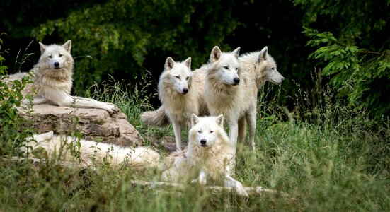 Wild nature carnivores
