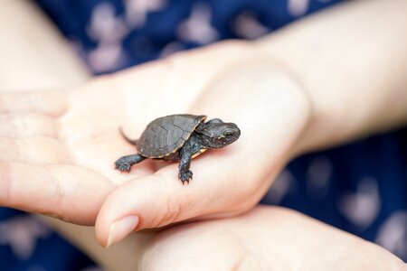 Little turtle hands animal