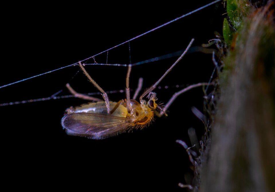Insect macro Free photos