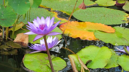 Lotus blossom aquatic plant pond