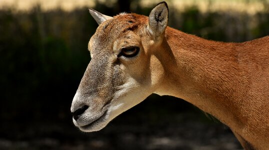 Ungulate wild paarhufer