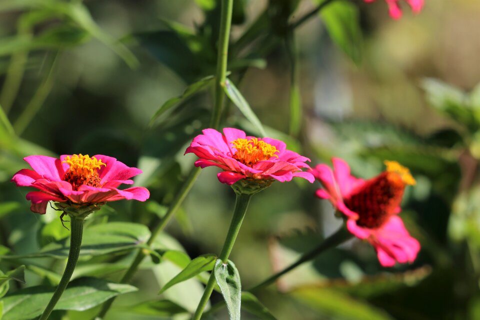 Flower flora petals photo