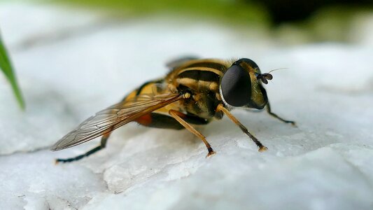 Close up macro nature photo