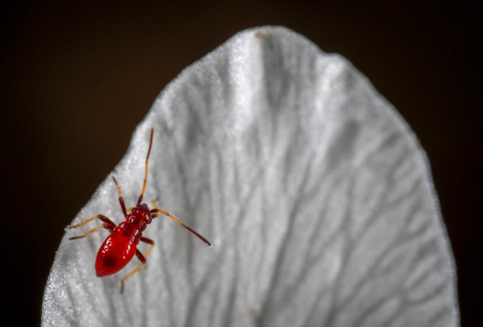 Insect macro petal