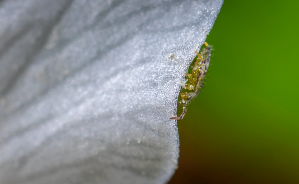 Insect macro petal